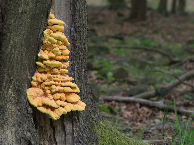 Laetiporus sulphureus